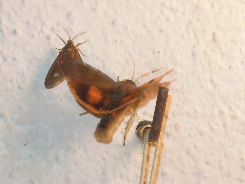 Noctua janthina (Noctuidae)